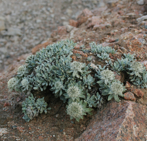 Woolly Saw-Wort reference