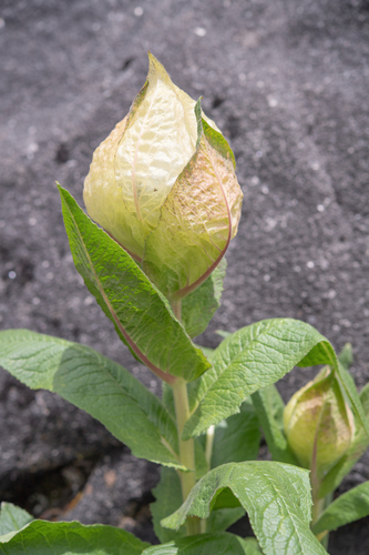 Brahma Kamal reference
