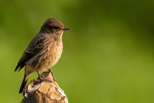 Pied Bush Chat reference