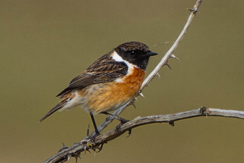 European Stonechat reference