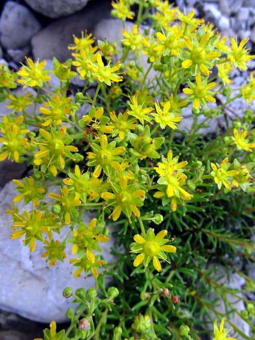 Yellow Mountain Saxifrage reference