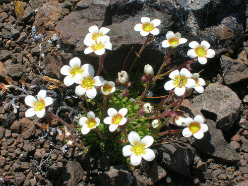 Tufted Saxifrage reference