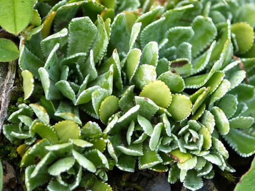 White Mountain Saxifrage reference
