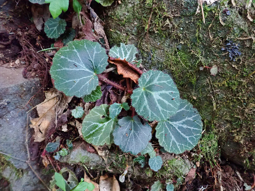 Strawberry Begonia reference