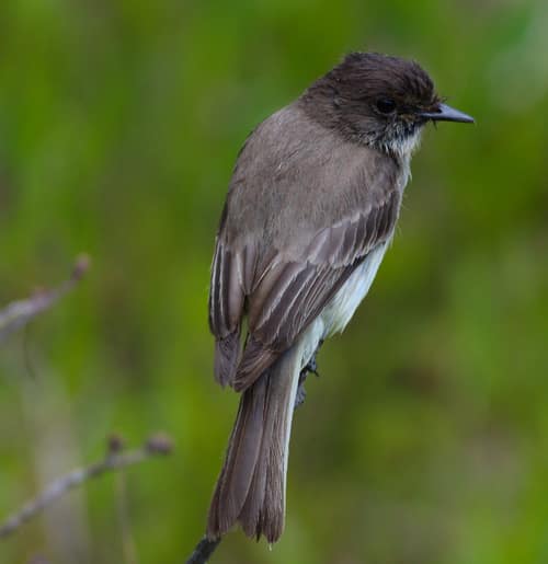 Eastern Phoebe reference