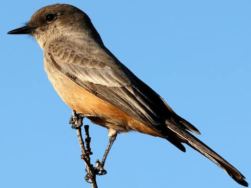 Say's Phoebe reference
