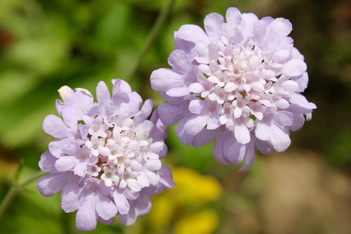 Small Scabious reference