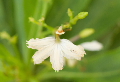 Naupaka Kuahiwi reference