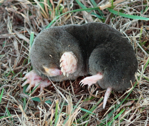 Eastern Mole reference