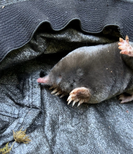 Coast Mole reference