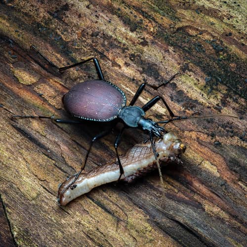 Snail-eating Beetle reference