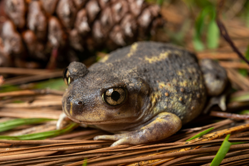 Eastern Spadefoot reference