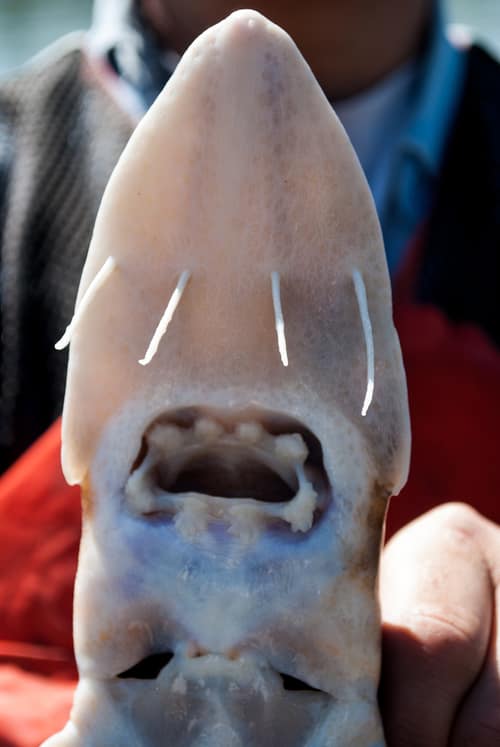Shovelnose Sturgeon reference