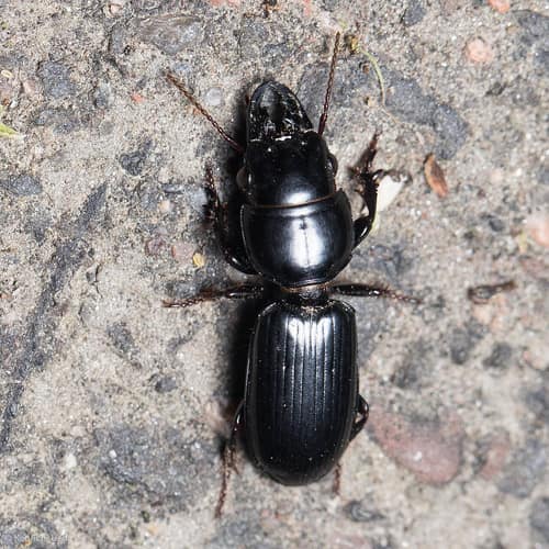 Big-headed Ground Beetle reference