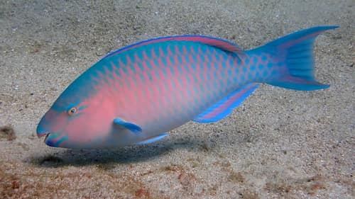 Blue-barred Parrotfish reference