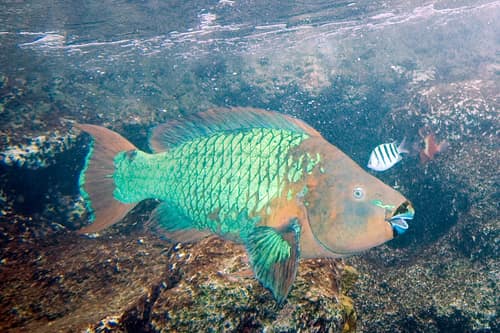 Rainbow Parrotfish reference