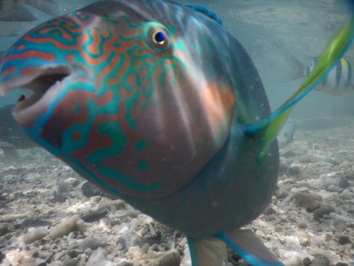 Rivulated Parrotfish reference
