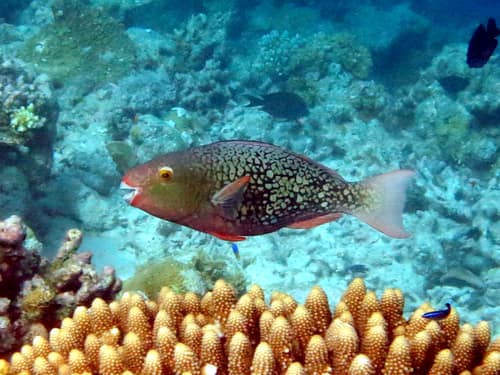 Bicolor Parrotfish reference
