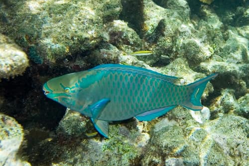 Queen Parrotfish reference