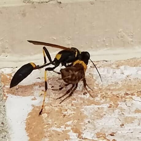 Black and Yellow Mud Dauber reference