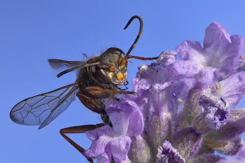 Asian Mud-dauber Wasp reference