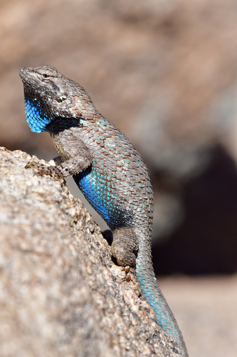 Clark's Spiny Lizard reference