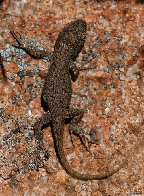 Prairie Lizard reference