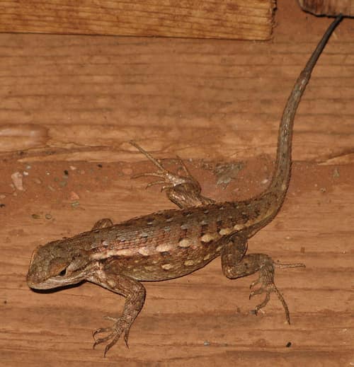Sagebrush Lizard reference