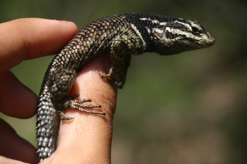 Yarrow's Spiny Lizard reference