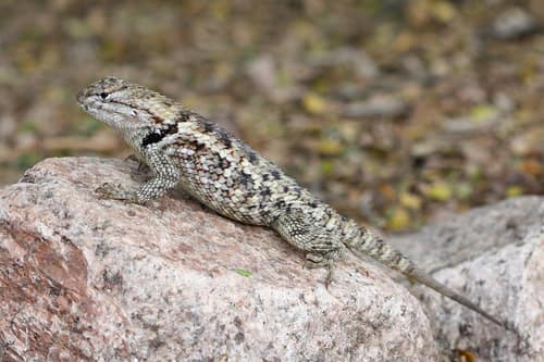 Desert Spiny Lizard reference