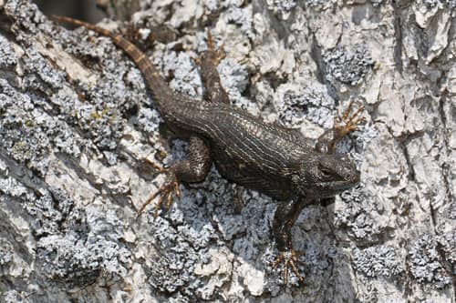 Northwestern Fence Lizard reference