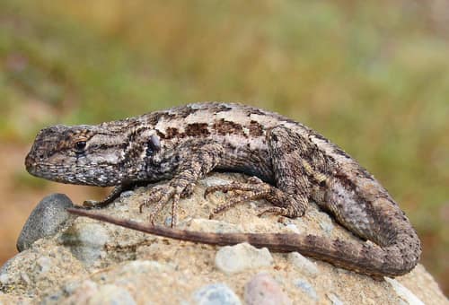 Western Fence Lizard reference