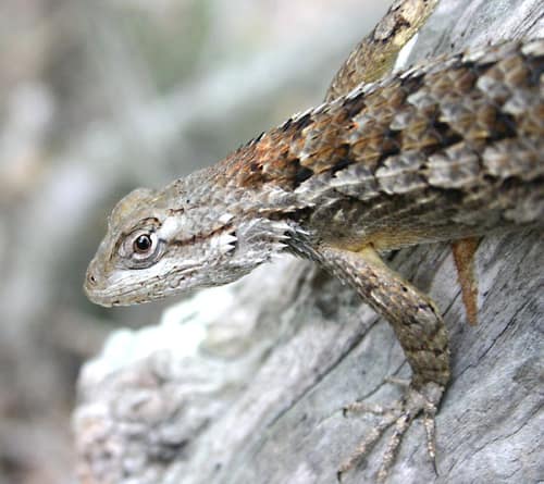 Texas Spiny Lizard reference