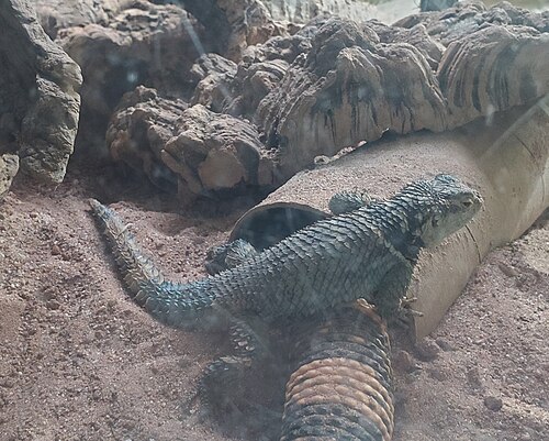Blue-spotted Spiny Lizard reference