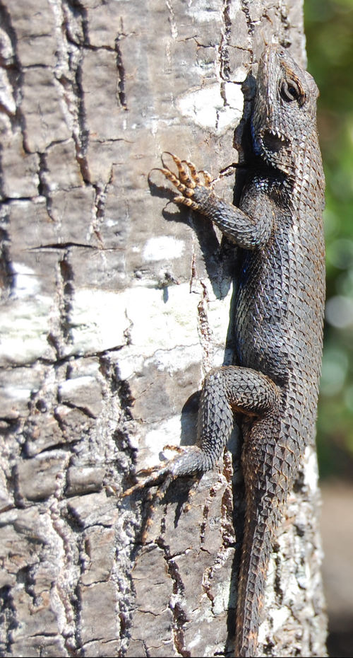 Eastern Fence Lizard reference
