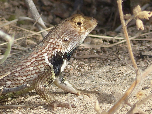 Baja California Spiny Lizard reference