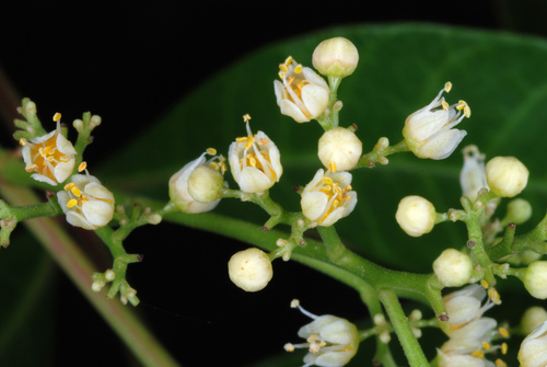 Brazilian Peppertree reference