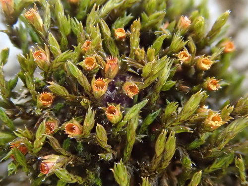 Common Beard-moss reference