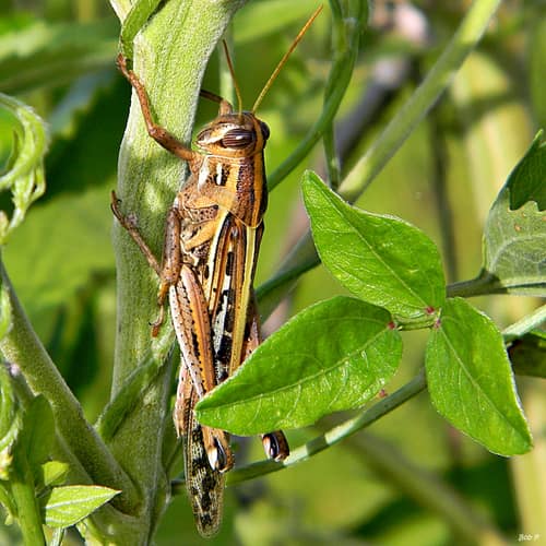 American Bird Grasshopper reference