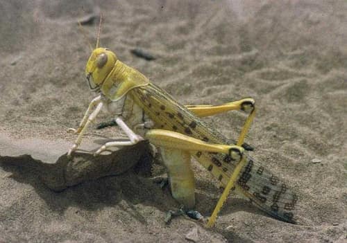 Desert Locust reference