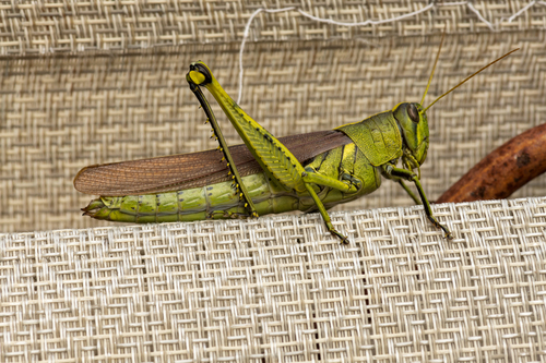 Obscure Bird Grasshopper reference
