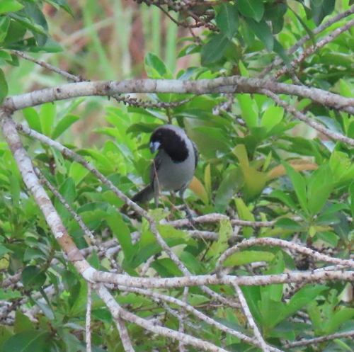 Black-faced Tanager reference