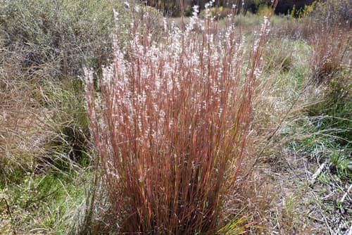 Little Bluestem reference