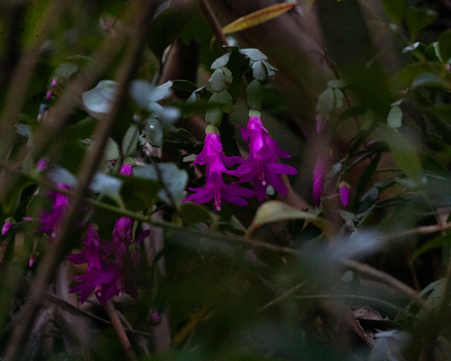 Christmas Cactus reference