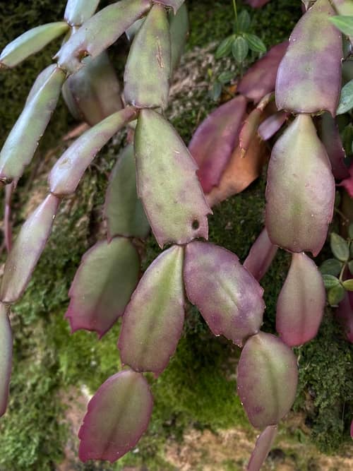 Christmas Cactus reference
