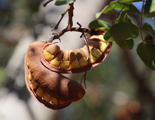 Weeping Boerbean reference