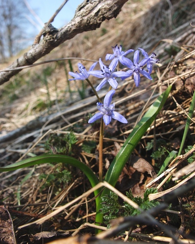 Alpine Squill reference