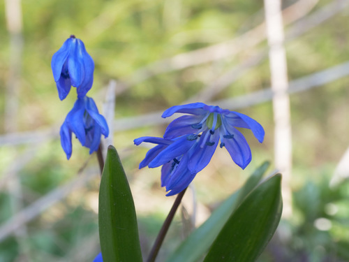 Siberian Squill reference