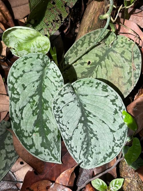 Satin Pothos reference