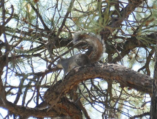 Arizona Grey Squirrel reference
